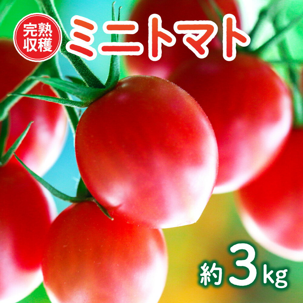 【ふるさと納税】【甘みと酸味のバランス、旨みが絶妙な代表作】 八代市産 完熟収穫ミニトマト 約3kg 熊本県 トマト 野菜 新鮮 春 夏 旬 国産 九州 送料無料