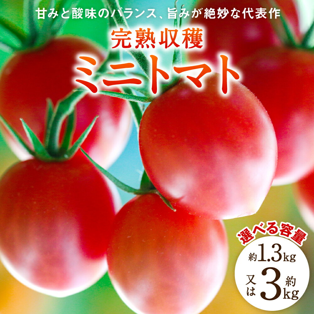 今朝採り新鮮🍅濃厚完熟ミニトマト1Kg(＋200g増量） 熊本県産