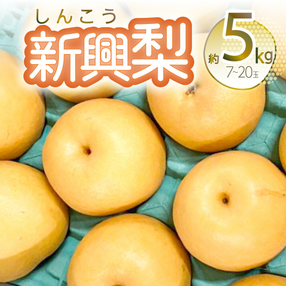 【先行予約】新興梨 約5kg 7~20玉 梨 なし 新興 果物 くだもの フルーツ 熊本県 八代市 送料無料【2024年10月上旬より順次発送】