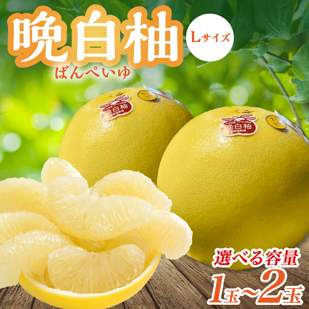 [先行予約] [選べる玉数] 熊本県八代市産 晩白柚 Lサイズ 1玉〜2玉 1玉あたり約1.5kg 果物 くだもの フルーツ ばんぺいゆ 柑橘 旬 国産 特産品 熊本県 八代市 送料無料 [2025年12月下旬より順次発送]