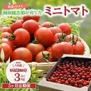 【ふるさと納税】【先行予約】【定期便3回】 野菜ソムリエ岡田健志郎が育てた ミニトマト3kg以上 定期便 トマト 野菜 熊本県産 新鮮 サラダ やさい とまと 八代市産 九州 送料無料 【2025年12月上旬より順次発送】
