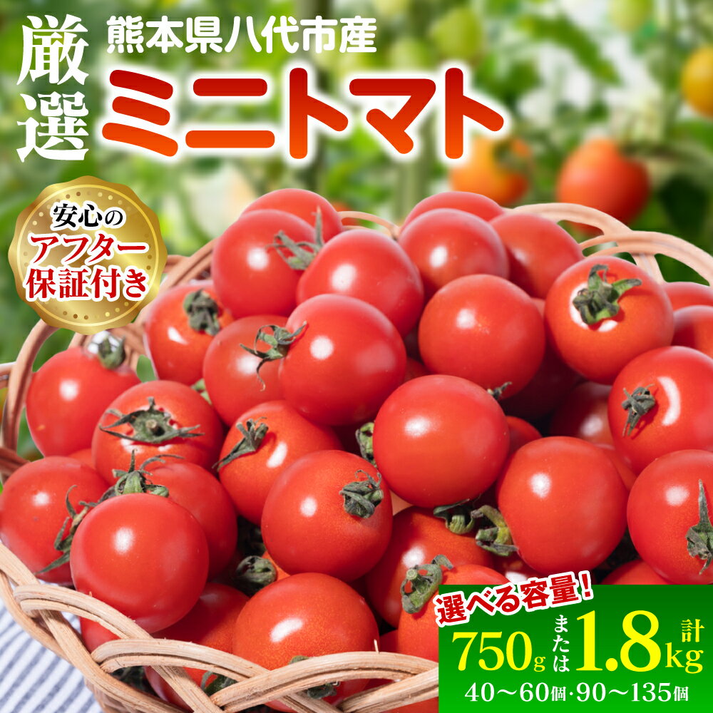 [選べる内容量] 厳選ミニトマト 750g〜1.8kg トマト 甘い 野菜 プチトマト サラダ スイーツ 生野菜 旬 冷蔵 八代市産 国産 熊本県 九州 送料無料