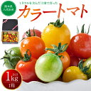 【ふるさと納税】カラートマト1kg トマト とまと ミニトマト プチトマト 野菜 やさい 旬の野菜 新鮮な野菜 地元産野菜 旬のやさい 新鮮なやさい ご当地 国...