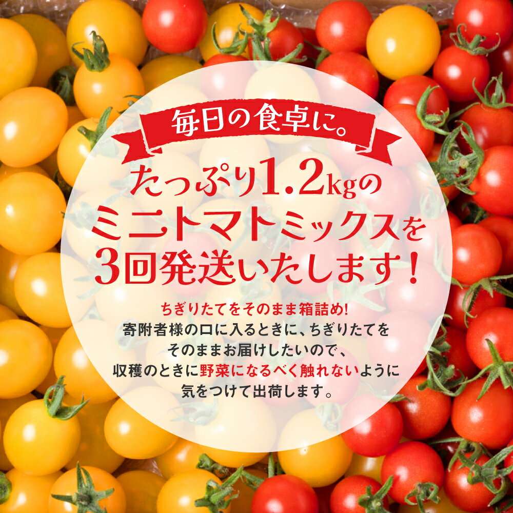 【ふるさと納税】【先行予約】【定期便3回】ミニトマト (ミックス) 1.2kg×3回 八代市産 宮島農園 とまと 野菜 送料無料 【2025年12月上旬より順次発送】