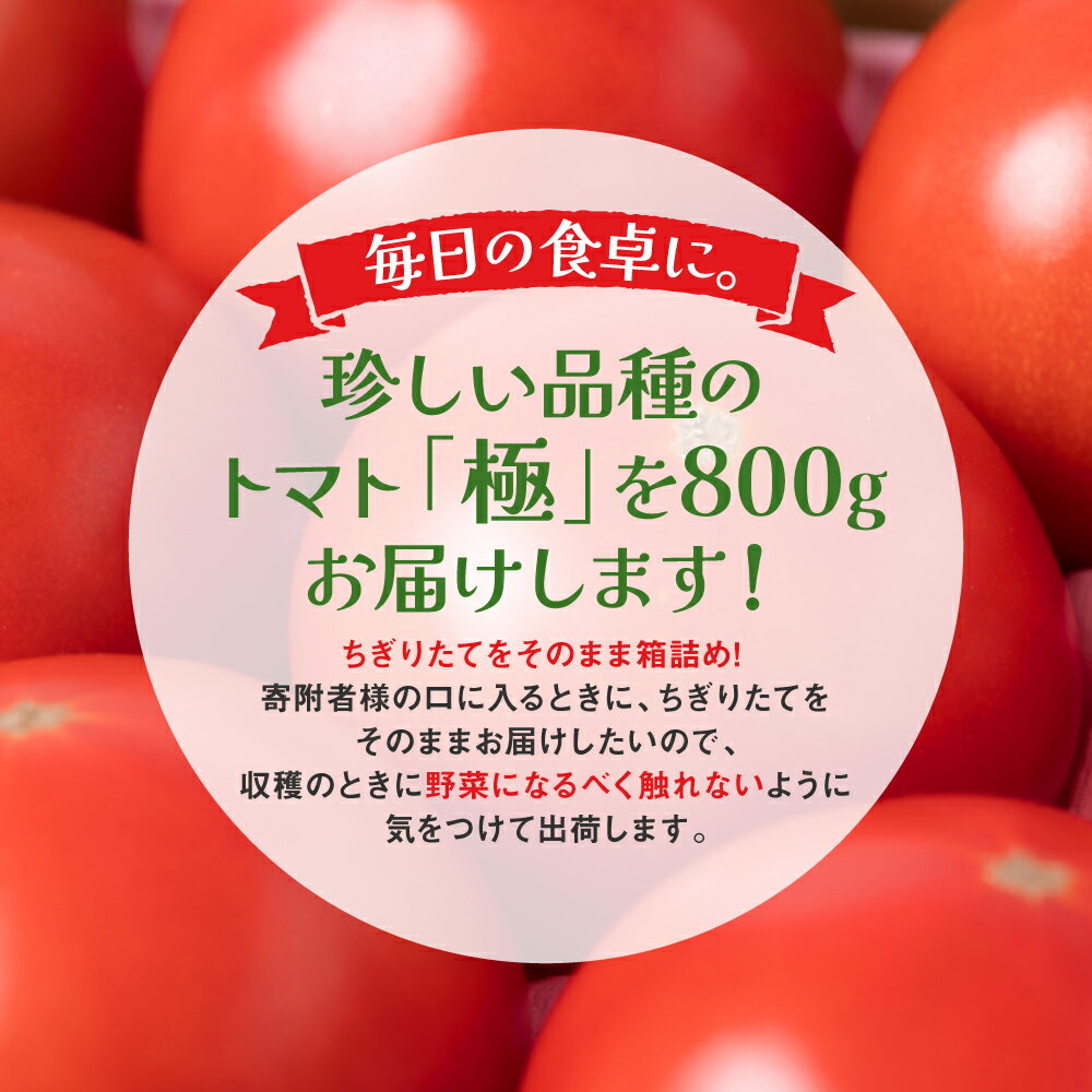 【ふるさと納税】【先行予約】最高峰 トマト 極 800g 八代市産 宮島農園 甘い 野菜 やさい 送料無料 【2026年1月上旬より順次発送】