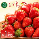 【先行予約】 いちご 約1kg(約250g×4パック) イチゴ 苺 果物 フルーツ 旬 いちごジャム いちごスムージー 送料無料 【2026年2月上旬より順次発送】
