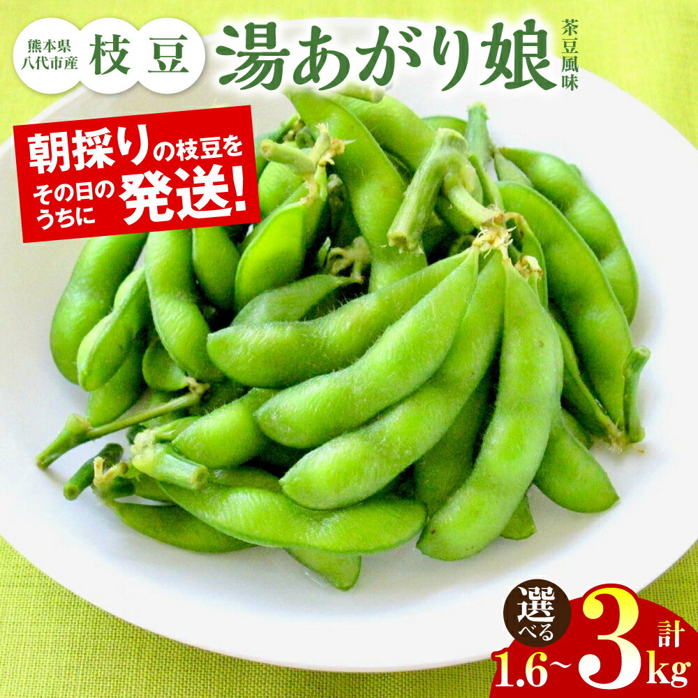 【ふるさと納税】 【先行予約】 【選べる内容量】 熊本県八代市産 枝豆 湯あがり娘（茶豆風味） 1.6kg 3kg 枝豆 おつまみ 送料無料 【2024年6月中旬より順次発送】のサムネイル