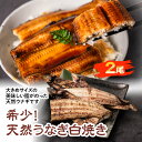 白焼き 【ふるさと納税】希少！ 天然 鰻 白焼き 2尾 合計300g〜350g タレ付き 鰻 国産 蒲焼 ウナギ うなぎ 冷凍 ギフト 送料無料