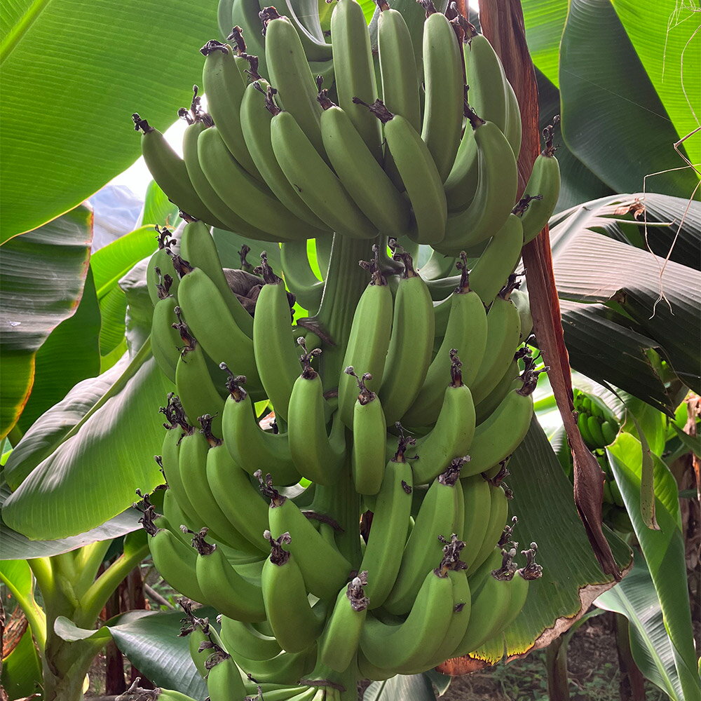 【ふるさと納税】人吉市産 バナナ 約1.3〜1.5kg 三尺バナナ ばなな ビニールハウス栽培 フルーツ 果物 果実 くだもの 熊本県産 国産 九州 熊本県 人...