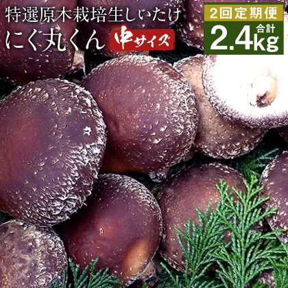 【定期2回】特選原木栽培生しいたけ にく丸くん 中サイズ 1.2kg×2回お届け 合計2.4kg 生椎茸 しいたけ きのこ 熊本県人吉産 九州 冷蔵 送料無料【2023年11月・2024年1月にお届け】
