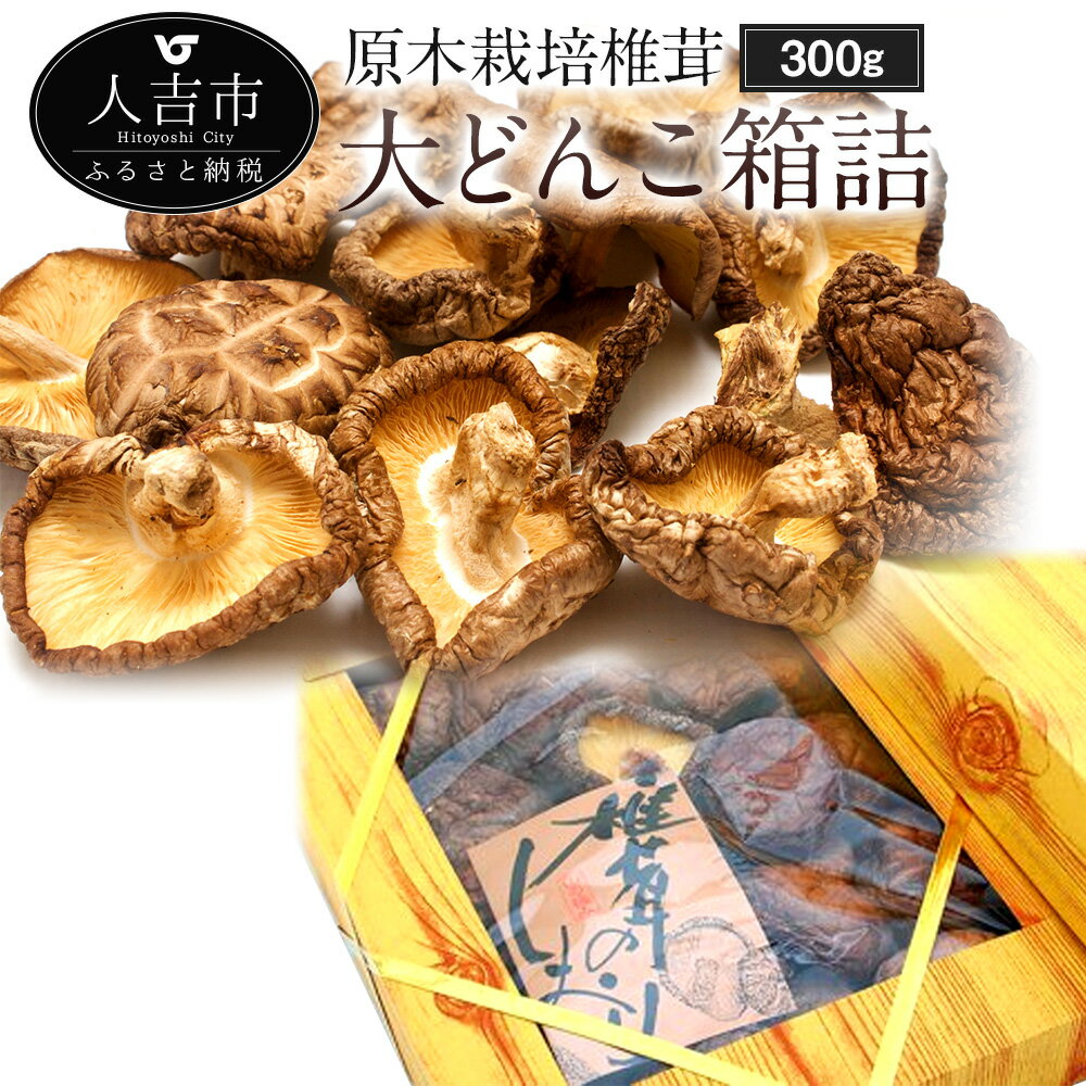 【ふるさと納税】原木栽培椎茸 大どんこ箱詰 300g ギフト箱入り 椎茸 しいたけ 干し椎茸 干ししいたけ 乾椎茸 きのこ 熊本県人吉産 九州 5〜6cmの丸型肉厚 送料無料