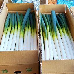 【ふるさと納税】白ネギ 20本 2Lサイズ 葱 ねぎ 長ネギ 野菜 熊本県産 九州産 送料無料 【2024年1月下旬より順次発送予定】