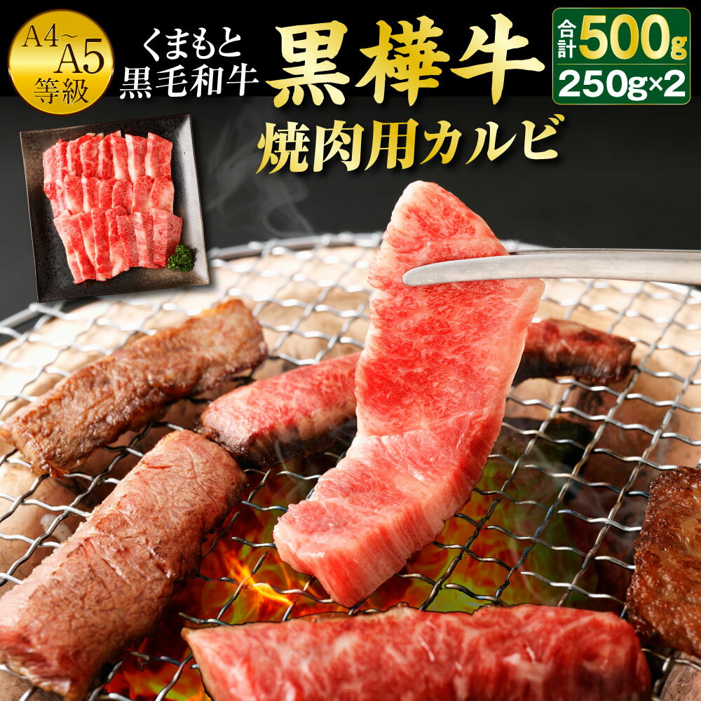 くまもと黒毛和牛 黒樺牛 A4〜A5等級 焼肉用カルビ 250g×2パック 合計500g 焼き肉 BBQ 霜降り 赤身 牛肉 和牛 くろはなぎゅう 牛 お肉 黒毛和牛 国産 九州産 熊本県産 冷凍 送料無料