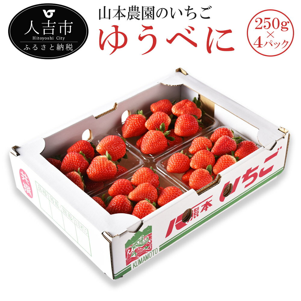 【ふるさと納税】山本農園のいちご ゆうべに 約250g×4パック 苺 イチゴ 国産 九州産 熊本県産 果物 フルーツ 送料無料【2024年11月下旬より順次発送予定】