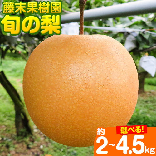 【ふるさと納税】【先行予約】梨 旬の梨 選べる内容量 約2～2.5kg 約3kg 約4.5～5kg 藤末果樹園 熊本県荒尾市産《7月中旬-10月中旬頃出荷》フルーツ 果物 荒尾梨 はつまる 幸水 愛甘水 りんか ほしあかり 豊水 秋麗 かおり あきづき 新高 甘太から旬の品種をお届けのサムネイル