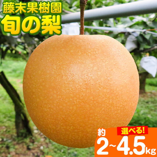 【ふるさと納税】【先行予約】梨 旬の梨 選べる内容量 約2～2.5kg 約3kg 約4.5～5kg 藤末果樹園 熊本県荒尾市産《7月中旬-10月中旬頃出荷》フルーツ 果物 荒尾梨 はつまる 幸水 愛甘水 りんか …