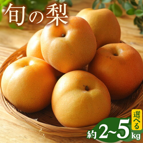 【ふるさと納税】【先行予約】熊本県荒尾市産 フレッシュフーズ 旬の梨（幸水梨 豊水梨 あきづき梨 新高梨 甘太 新興梨 晩三吉梨 のいずれか）約4.5kg～5kg （7～16玉）なし フルーツ 果物 新鮮 クール便《2023年7月中旬-11月中旬頃より順次出荷》品種の指定はできませんのサムネイル