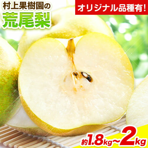 【ふるさと納税】 梨 なし 荒尾梨 約1.8～2kg 果物 