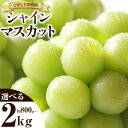 【ふるさと納税】 シャインマスカット 約800g ( 2房 ) または 約1.8kg ~ 約2kg ( 3~4房 ) マスカット ぶどう 葡萄 フルーツ 果物 旬 なかしま果樹園 《8月下旬-9月末頃出荷》 熊本県 荒尾市 ギフト