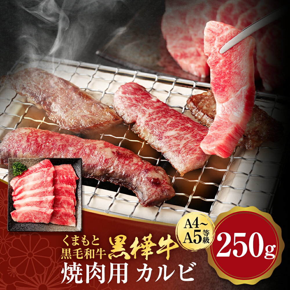 焼肉で一番の人気は、やっぱりカルビ！ 自社ブランド黒毛和牛「黒樺牛」の絶品カルビ盛りは、高級焼肉店のお肉をご家庭で味わうことができます。とろける霜降り肉から和牛の旨みが濃厚な赤身等、黒毛和牛だけのカルビ盛りです。 「黒樺牛」が支持される4つの理由 1.「独特の甘み」 黒樺牛には肥育のこだわりが育んだ独特の「甘み」があります。これは黒樺牛の上質さの証とも言える脂肪部分の甘みがあるからです。食べた皆さんからよく評価をいただく大きな特徴です。 2.「ジューシーなやわらかさ」 黒樺牛の脂肪の質は極めて上質です。そのため脂肪の融点が低く、指で触っただけでも体温でとけるくらいのやわらかさと、とろけるような食感があります。肉本来の味と脂肪が溶け合って、ジューシーなおいしさが広がります。 3.「肉のツヤ」 清潔で管理の行き届いた牛舎で育った黒樺牛の肉には独特の色ツヤがあります。この芸術品とも言える鮮やかな「サシ（赤みと脂の混じり具合）」は高級黒毛和牛ならではの特徴です。脂肪と赤身の絶妙バランスが生み出した「ツヤ」も美味しさのひとつです。 4.「様々な食べ方で」 黒樺牛はその部位の個性を活かしていろいろな楽しみ方ができるのも特徴のひとつです。ステーキや焼き肉はもちろん、「しゃぶしゃぶ」「すきやき」「カレー」など、毎日の食卓を飾る楽しさを安価な価格で楽しんでいただけます。 商品説明 名称 くまもと黒毛和牛 杉本本店 黒樺牛 A4～A5等級 焼肉用カルビ 産地 熊本県産 内容量 250g 賞味期限 製造日より90日 保存方法 冷凍庫にて保管してください 提供者 株式会社 杉本本店 ふるさと納税 送料無料 お買い物マラソン 楽天スーパーSALE スーパーセール 買いまわり ポイント消化 ふるさと納税おすすめ 楽天 楽天ふるさと納税 おすすめ返礼品 「母乳育成」健康な牛をつくるための矢岳牧場のとりくみ 美味しく安全・安心な牛肉づくりには、まず「牛そのものが健康でなければならない」という考えが、私たち杉本本店の創業以来、変わらぬポリシーです。 健康で丈夫な身体をつくるため最も大切にしているのは、子牛が産まれたら母牛の母乳を与えること。そしてさらに丈夫な身体の基盤をつくるために、産まれてから2週間を親子で飼育することです。母乳には免疫の強化だけでなく、健康に育つための成分が含まれており、親子で飼育することでストレスを無くすことが可能になるからです。 子牛は母乳を4番目の胃で飲みながら胃袋を発達させていくと言われています。胃袋が発達しい行く段階に添って粗飼料に変化していくことで自然な成長サイクルが維持され「健康な牛」として成長していくのです。 絶妙のバランス。それが「黒樺牛」のおいしさです。 私たち杉本本店は牛への長年の育成技術に基づいた上で、肉質などを見極めながら「黒樺牛」ブランドの名に恥じない牛のみを、厳しい品質管理基準を通して出荷。「香り」「味覚」「食感」の絶妙なバランスがとれた厳選された黒樺牛として皆様にお届けしています。 「黒樺牛」人吉矢岳牧場 矢岳牧場のある熊本県人吉市・矢岳町は熊本県と宮崎県の県境近く、海抜536メートルの山あいにある自然あふれる小さな集落の中にあります。 地下に球磨川水系を貯えた矢岳地域は気候が穏やかで、夏でも涼しい高地の気候。暑さに弱い牛たちは、なによりもここの高原の涼しさと風が大好きなのです。矢岳牧場では繁殖用母牛4000頭から子牛を育成しており、その規模は日本でもトップクラスの規模を誇っています。 時期 1947年の創業時は食肉の卸売業としてスタートしましたが、現在は牛の繁殖から肥育、生産、販売までを一貫して行っています。牛の生産者の高齢化や輸入肉の増加などで和牛が年々減少していく中で、消費者に牛肉を安定供給できなくなるのではという危機感を持ったのが、事業の幅を広げた理由です。 私たちは「安全・安心・高品質(信頼)を食卓へ」を経営理念に、時代環境の変化に速やかに対応できる、柔軟な会社経営を目指してまいりました。常に、最新最善の方法を駆使して、お客さまにおいしくて安全で安心な牛肉・食品をお届けしています。 お礼の品に対する想い 和牛の頂点に立つ黒牛「黒樺牛」は、九州の厳選した素牛を育て上げた最高級黒毛和牛です。 「黒樺牛」の名前の由来は、『華やかさ』と厳寒の大地にどっしり根を張る落葉高木「白樺」の名に由来します。味にこだわればこそ、肥沃な大地が育む滋養豊富な牧草、そして清らかな水にこだわりました。伝統の養牛技術が息づく九州で一番の生産地にあえて自社牧場を置き、徹底された管理のもとに丹精込めて肥育された極上の味わいをぜひ一度ご賞味ください。 ・寄附申込みのキャンセル、返礼品の変更・返品はできません。あらかじめご了承ください。 ・ふるさと納税よくある質問はこちら＜配送期日につきまして＞ お申込みいただきました返礼品は、ご入金確認後順次発送いたします。 配送日のご指定はできませんので、お申込みの際はご注意下さい。 寄附金の使い道について (1) 魅力あるまちづくりに関する事業 (2) 子どもたちなどのスポーツ振興事業 (3) 教育・文化の振興支援に関する事業 (4) 地元企業の育成・振興に関する事業 (5) 高齢者などの社会福祉の充実事業 (6) 医療センターの医療体制の充実事業 (7) 特に指定しない 受領証明書及びワンストップ特例申請書について ■受領書入金確認後、注文内容確認画面の【注文者情報】に記載の住所に2か月以内に発送いたします。 ■ワンストップ特例申請書入金確認後、注文内容確認画面の【注文者情報】に記載の住所に2か月以内に発送いたします。