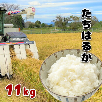 米 たちはるか 検査米 11kg 11キロ 熊本 玉名 送料無料