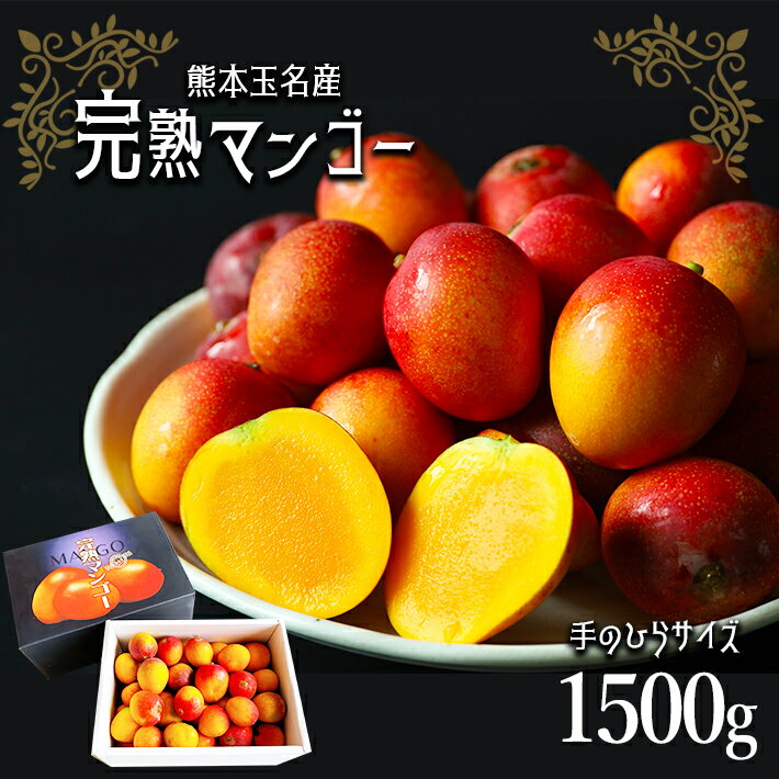 【ふるさと納税】 完熟 マンゴー 約 1500g 手のひらサイズ 家庭用 果物 フルーツ 旬 夏 自社農園 生産者直送 産地直送 九州 熊本 玉名 送料無料のサムネイル