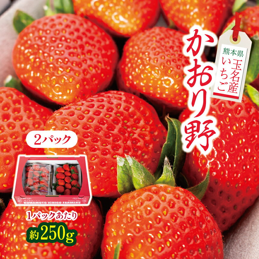 【ふるさと納税】 熊本県 玉名産 いちご かおり野 約500g (250g×2）フルーツ 果物 生産者直送 産地直送 送料無料 | 玉名 熊本のサムネイル