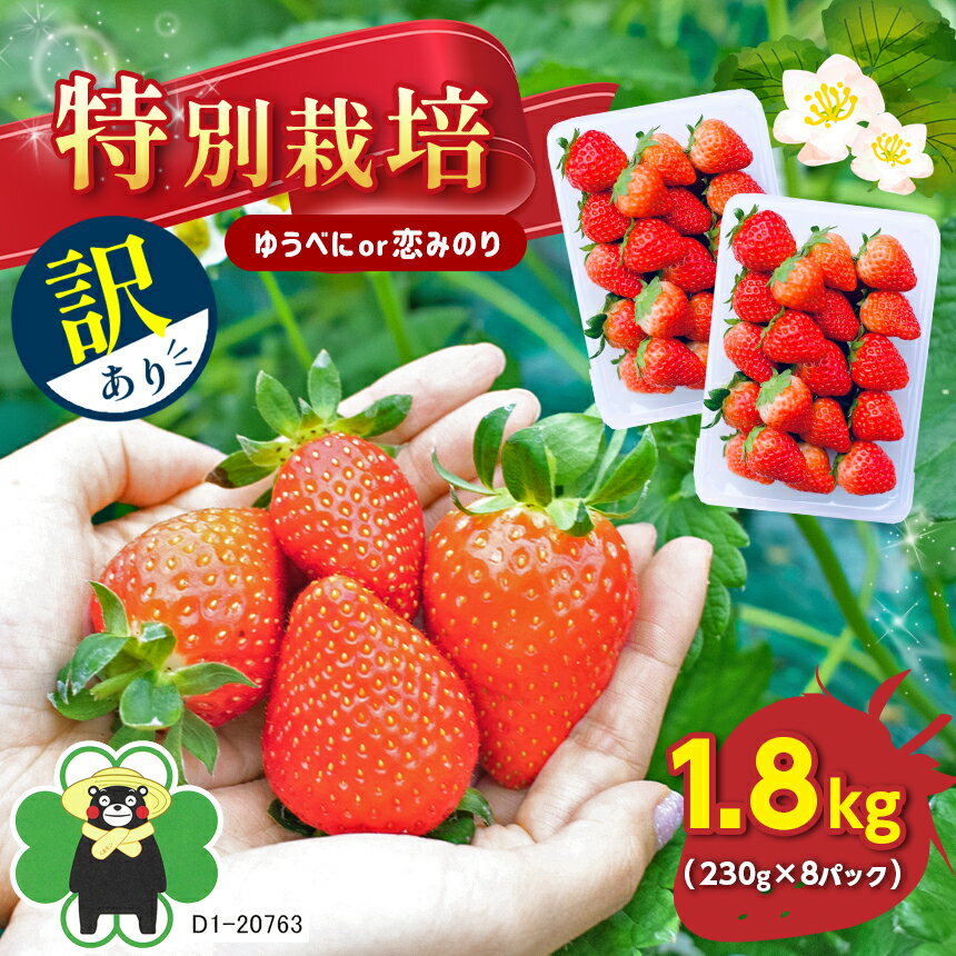【ふるさと納税】【 訳あり】 特別栽培 いちご 約 1.8kg ゆうべに or 恋みのり 玉名 熊本県産 送料無料のサムネイル