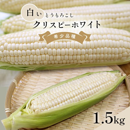 クリスピーホワイト 白い とうもろこし 約 1.5kg 野菜 産地直送 生産者直送 マエダファーム 熊本 玉名 送料無料