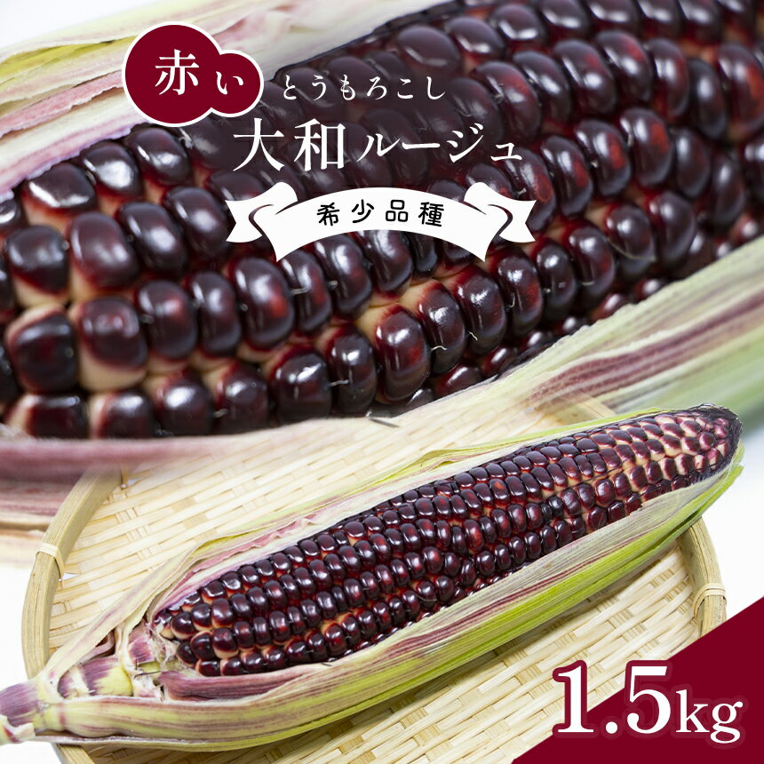 10位! 口コミ数「0件」評価「0」 大和ルージュ 赤い とうもろこし 約 1.5kg 野菜 産地直送 生産者直送 マエダファーム 熊本 玉名 送料無料