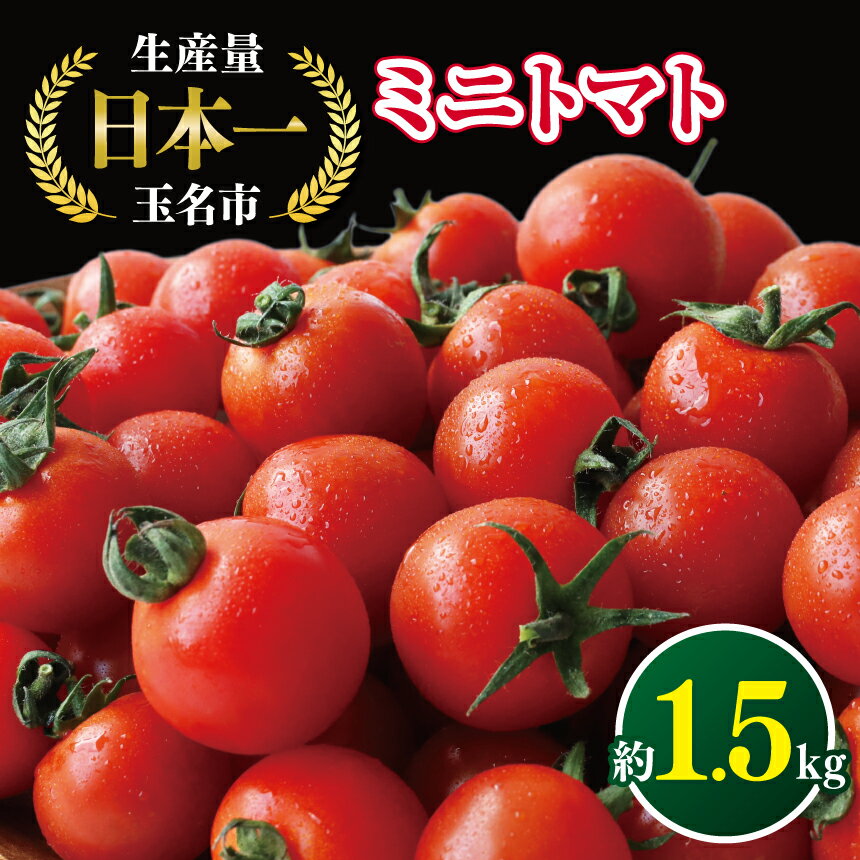 【ふるさと納税】ミニトマト 生産量 日本一 玉名市 !！ ミニトマト 約 1.5kg 野菜 トマト プチトマト 熊本 玉名 生産者直送 産地直送