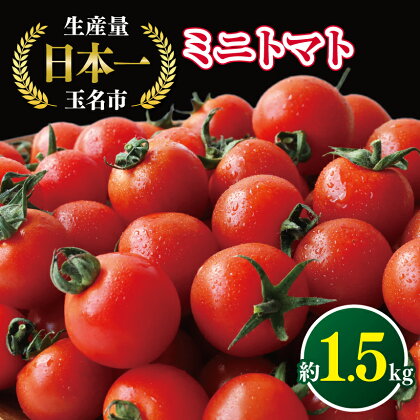 ミニトマト 生産量 日本一 玉名市 !！ ミニトマト 約 1.5kg 野菜 トマト プチトマト 熊本 玉名 生産者直送 産地直送