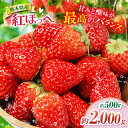 【ふるさと納税】選べる 内容量 熊本たまな産 紅ほっぺ 約500g 約1000g 約2000g | フルーツ 果物 くだもの イチゴ いちご 苺 熊本県 玉名市