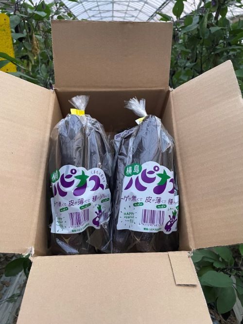 ハピナス 玉名市産 長なす 約1.4kg(300g〜400g×4袋)| 野菜 やさい 茄子 なすび とげ無 種少 薄皮 季節野菜 袋詰め 小分け 熊本県 玉名市