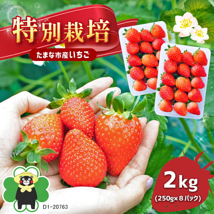 【ふるさと納税】果物 いちご 苺 イチゴ 恋みのり ゆうべに フルーツ 2,000g 特別栽培 2kg（250g×4パック）×2箱 熊本県 生産者直送 送料無料のサムネイル
