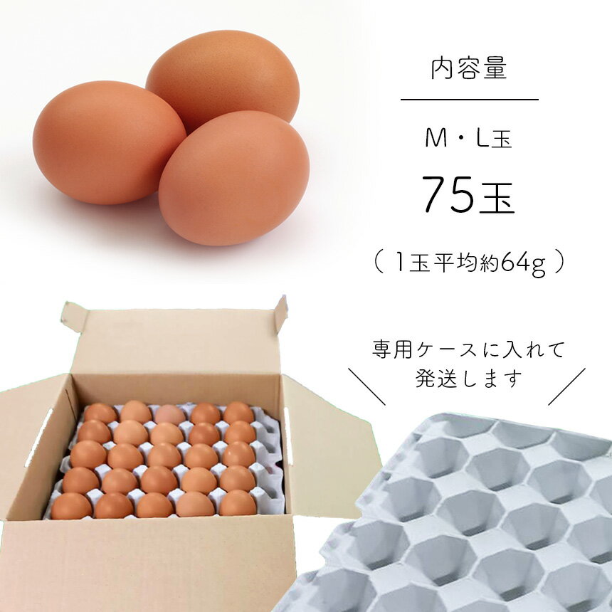 【ふるさと納税】たまご 鶏 卵 前ちゃん家のたまご 前原養鶏場 たまごかけご飯 75玉 赤玉子 熊本 玉名 送料無料