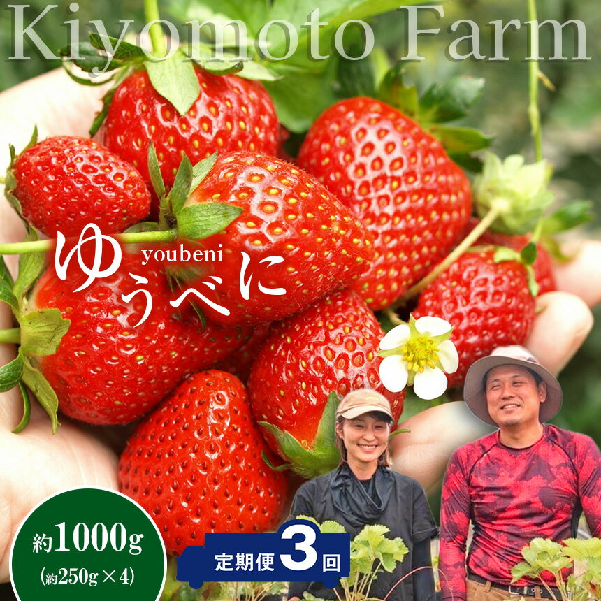 【ふるさと納税】定期便 3回 イチゴ ゆうべに 約1000g （250g×4パック） | 家庭用 大小混合 フルーツ 果物 くだもの 果実 いちご 苺 生産者直送 先行予約 熊本 玉名 横島 送料無料