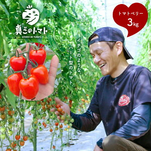 【ふるさと納税】ミニトマト トマトベリー 3kg