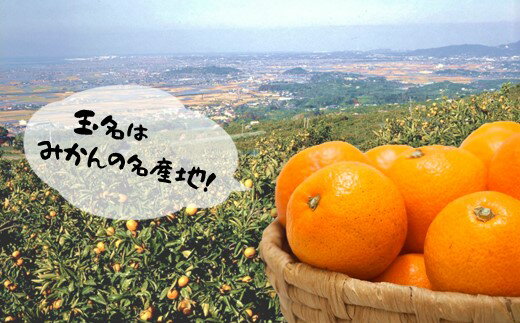 【ふるさと納税】みかん 温州みかん 5kg | 果物 くだもの フルーツ 柑橘 柑橘類 みかん 温州 5キロ 早生 極早生 肥のあかり 豊福 木村みかん 青島 玉名市 玉名 熊本 産産地直送 生産者直送 送料無料