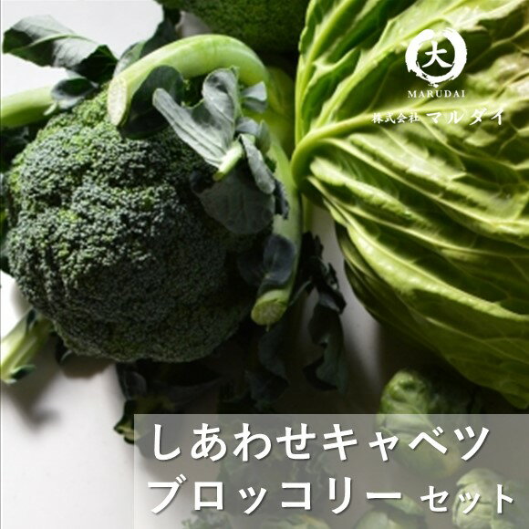 【ふるさと納税】野菜 ブロッコリー キャベツ 野菜セット 冬野菜 鍋 炒め物 サラダ 温野菜 産地直送 生産者直送 熊本 玉名 送料無料のサムネイル