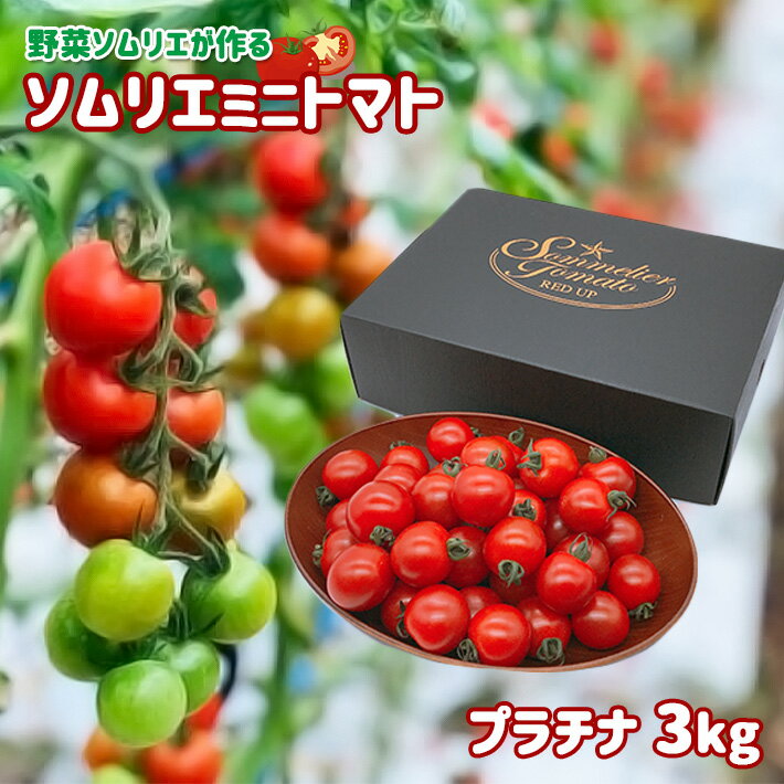 ミニトマト ソムリエミニトマト ・ プラチナ ( 3kg ) | 熊本 玉名 トマト ミニトマト とまと 生産者直送 産地直送 送料無料