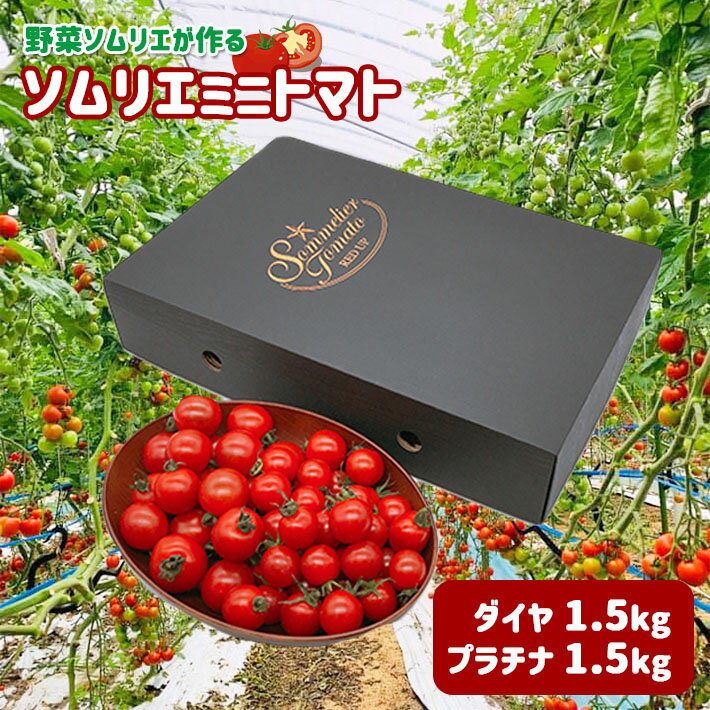 ソムリエミニトマト 食べ比べ3kg (プラチナ+ダイヤ) | 玉名 熊本 トマト