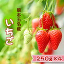 【ふるさと納税】いちご 苺 イチゴ 4パック 250g×4 産地直送 生産者直送 ゆうべに 旬 いちご狩り 直売所 冬 ハウス栽培 果物 フルーツ 赤 玉名 熊本 送料無料
