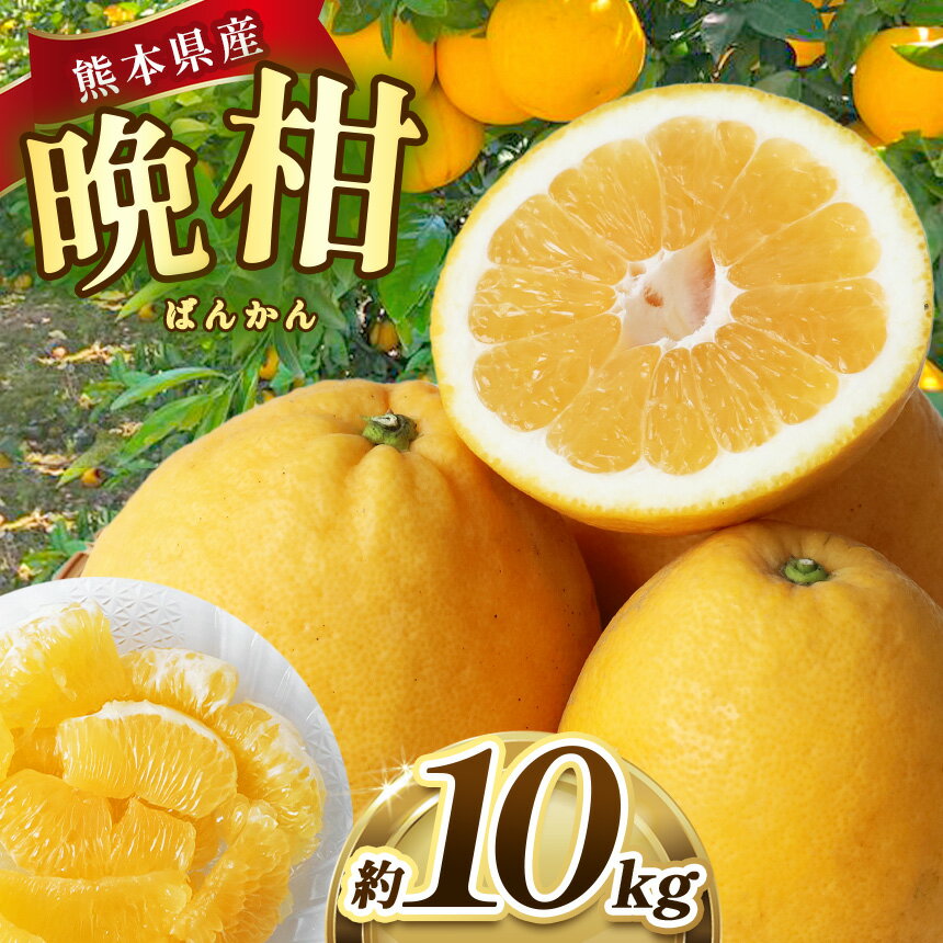 熊本県産 晩柑 約10kg | 果物 くだもの フルーツ 柑橘 柑橘類 みかん ミカン 晩柑 和製グレープフルーツ 熊本県 玉名市