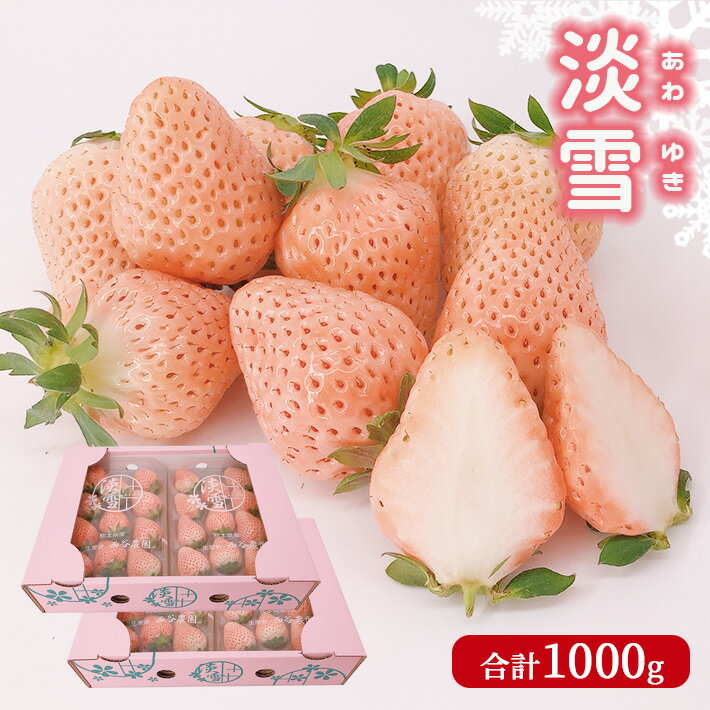 苺 イチゴ 淡雪 白いちご 1月から順次発送 フルーツ 果物 1,000g 熊本 玉名 生産者直送 送料無料