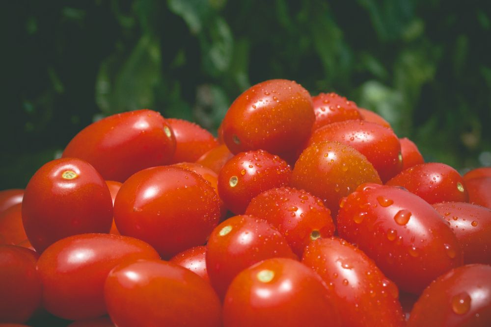 【ふるさと納税】田添農園 トマト アイコ 約2kg | 野菜 やさい とまと ミニトマト 2kg 2キロ 産地直送 熊本県 玉名市のサムネイル