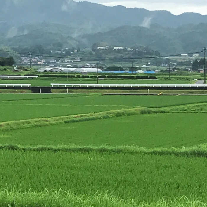 【ふるさと納税】【6回定期便】山鹿のお米 ヒノヒカリ 5kg【有限会社 あそしな米穀】[ZBI025]