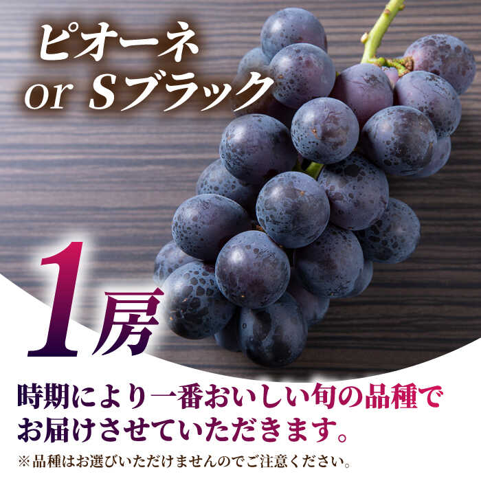 【ふるさと納税】【先行予約】【数量限定】食べ比べセット 800g（シャインマスカット & ピオーネ or Sブラック 各一房）【合同会社 社方園】[ZBZ001]