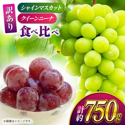 【先行予約】【数量限定】【訳あり】食べ比べセット 約750g（シャインマスカット 1房 &amp; クイーンニーナ 切り落とし 約300g）【合同会社 社方園】[ZBZ024]