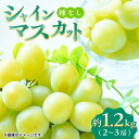 【ふるさと納税】【先行予約】【数量限定】シャインマスカット 約1.2kg 2〜3房 ぶどう 種なし 旬 おすすめ ジューシー 食感 皮ごと まるごと 食べられる...